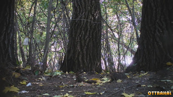 Невеста и ее подруги писают за деревьями